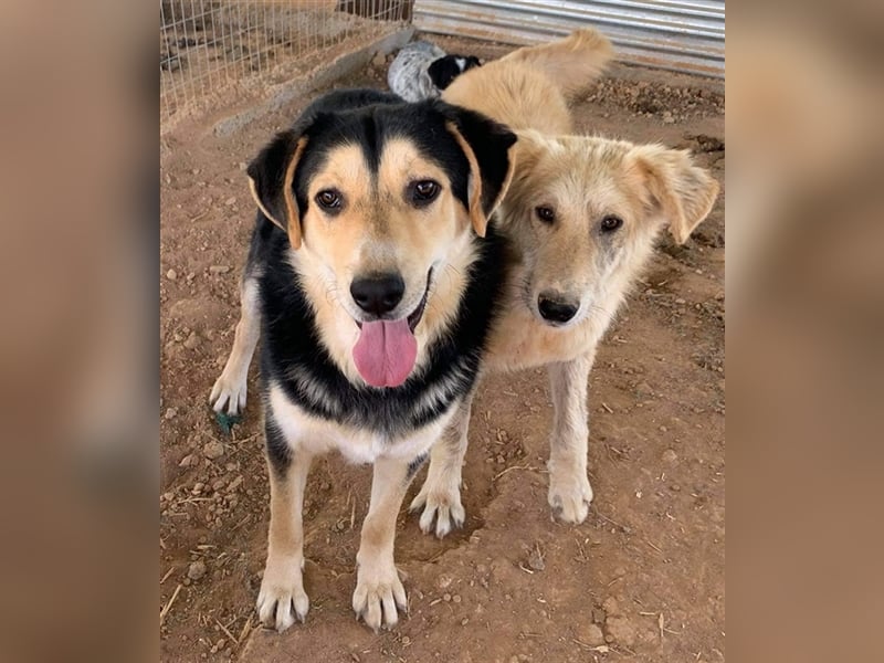 Pamelaki, geb. ca. 04/2019, lebt in GRIECHENLAND auf einem Gelände, auf dem die Hunde notdürftig ver