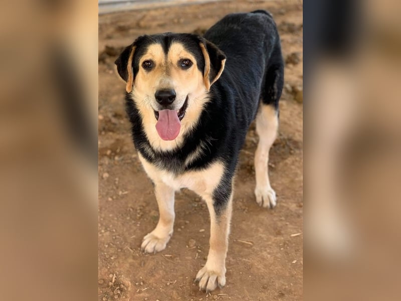 Pamelaki, geb. ca. 04/2019, lebt in GRIECHENLAND auf einem Gelände, auf dem die Hunde notdürftig ver