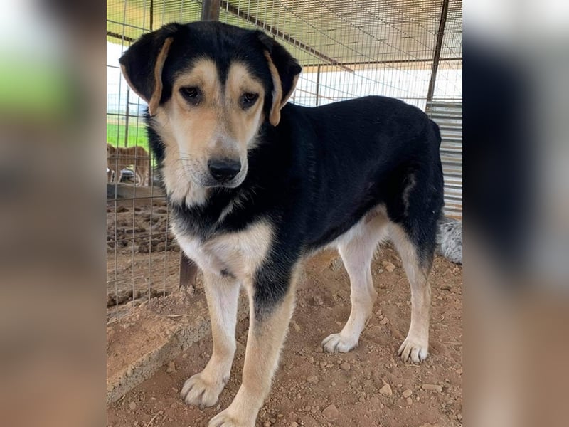 Pamelaki, geb. ca. 04/2019, lebt in GRIECHENLAND auf einem Gelände, auf dem die Hunde notdürftig ver