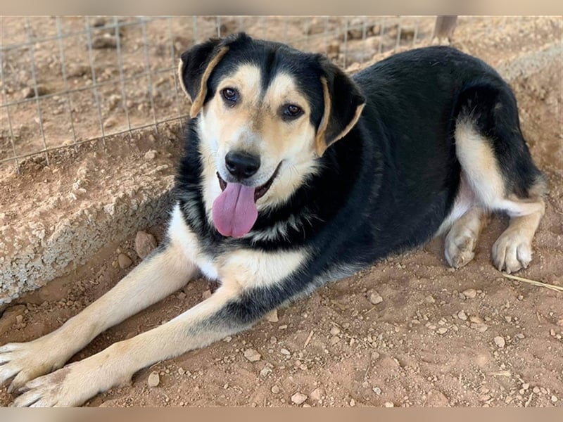 Pamelaki, geb. ca. 04/2019, lebt in GRIECHENLAND auf einem Gelände, auf dem die Hunde notdürftig ver