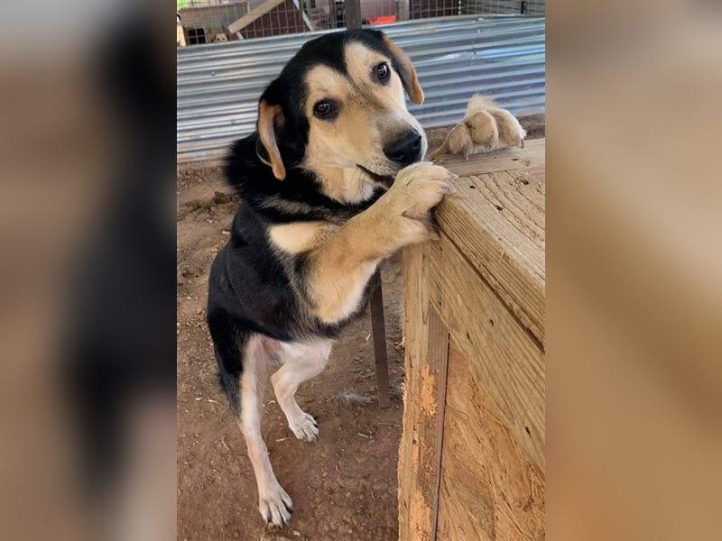 Pamelaki, geb. ca. 04/2019, lebt in GRIECHENLAND auf einem Gelände, auf dem die Hunde notdürftig ver