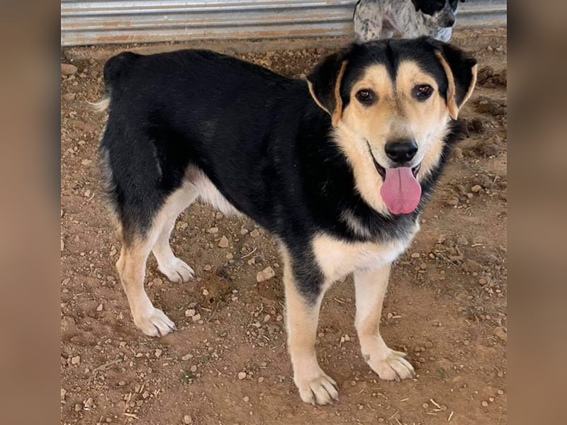 Pamelaki, geb. ca. 04/2019, lebt in GRIECHENLAND auf einem Gelände, auf dem die Hunde notdürftig ver