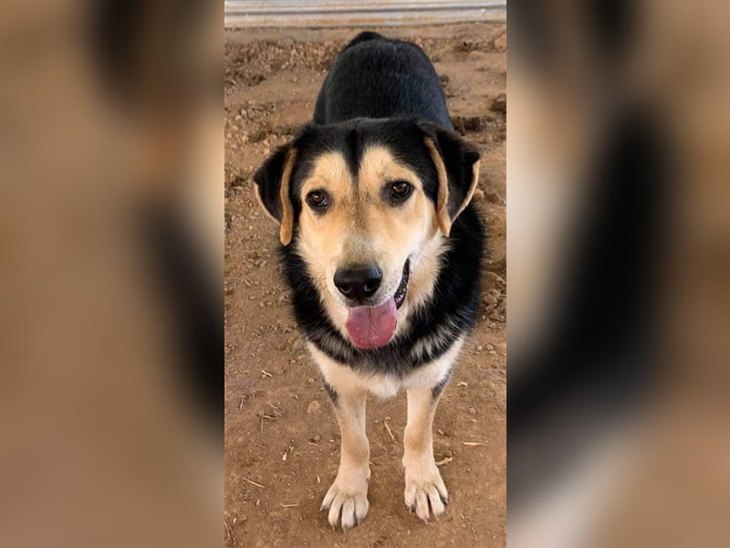 Pamelaki, geb. ca. 04/2019, lebt in GRIECHENLAND auf einem Gelände, auf dem die Hunde notdürftig ver