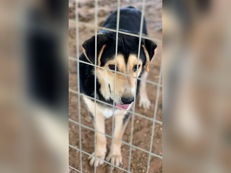 Pamelaki, geb. ca. 04/2019, lebt in GRIECHENLAND auf einem Gelände, auf dem die Hunde notdürftig ver