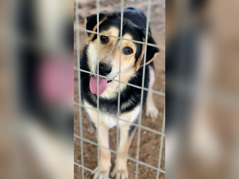 Pamelaki, geb. ca. 04/2019, lebt in GRIECHENLAND auf einem Gelände, auf dem die Hunde notdürftig ver