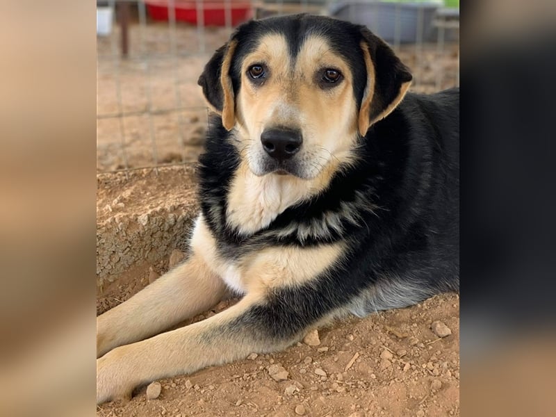 Pamelaki, geb. ca. 04/2019, lebt in GRIECHENLAND auf einem Gelände, auf dem die Hunde notdürftig ver