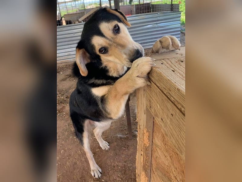 Pamelaki, geb. ca. 04/2019, lebt in GRIECHENLAND auf einem Gelände, auf dem die Hunde notdürftig ver