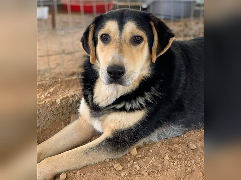 Pamelaki, geb. ca. 04/2019, lebt in GRIECHENLAND auf einem Gelände, auf dem die Hunde notdürftig ver