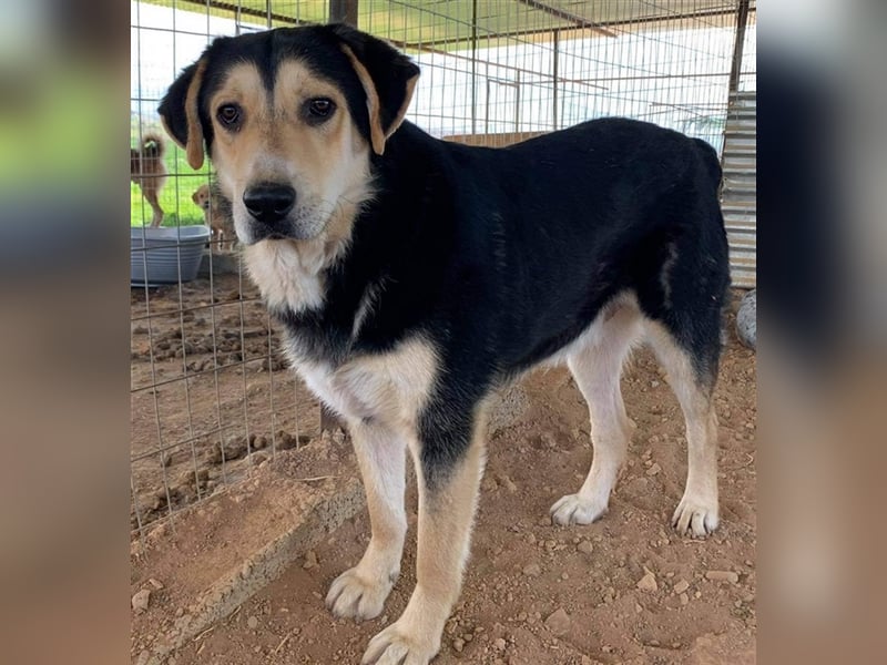 Pamelaki, geb. ca. 04/2019, lebt in GRIECHENLAND auf einem Gelände, auf dem die Hunde notdürftig ver