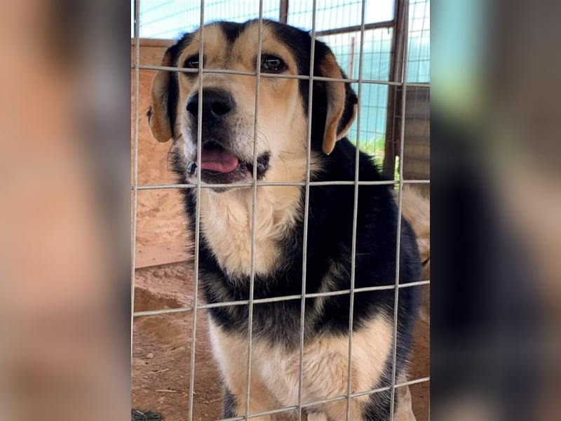Pamelaki, geb. ca. 04/2019, lebt in GRIECHENLAND auf einem Gelände, auf dem die Hunde notdürftig ver