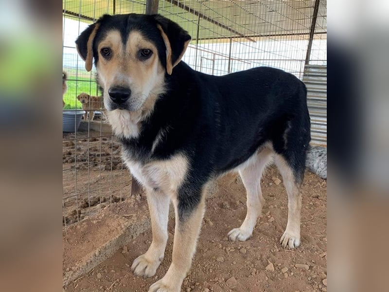 Pamelaki, geb. ca. 04/2019, lebt in GRIECHENLAND auf einem Gelände, auf dem die Hunde notdürftig ver