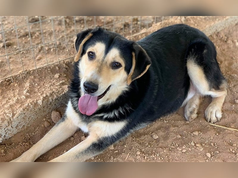 Pamelaki, geb. ca. 04/2019, lebt in GRIECHENLAND auf einem Gelände, auf dem die Hunde notdürftig ver