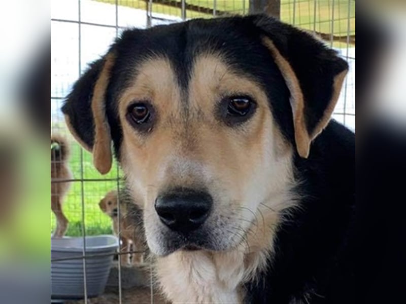 Pamelaki, geb. ca. 04/2019, lebt in GRIECHENLAND auf einem Gelände, auf dem die Hunde notdürftig ver