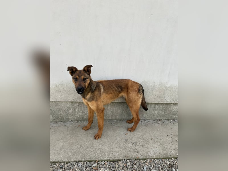 Kenzo ist im Tierheim unterfordert