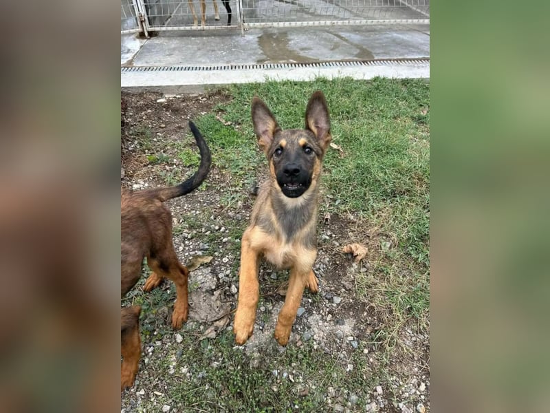Kenzo ist im Tierheim unterfordert