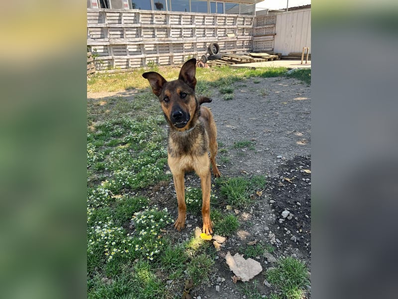 Kenzo ist im Tierheim unterfordert