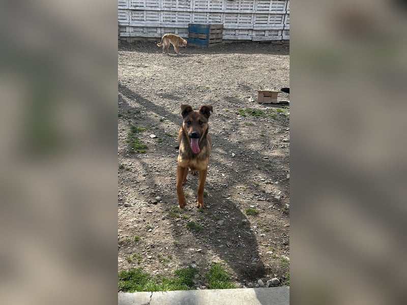 Kenzo ist im Tierheim unterfordert