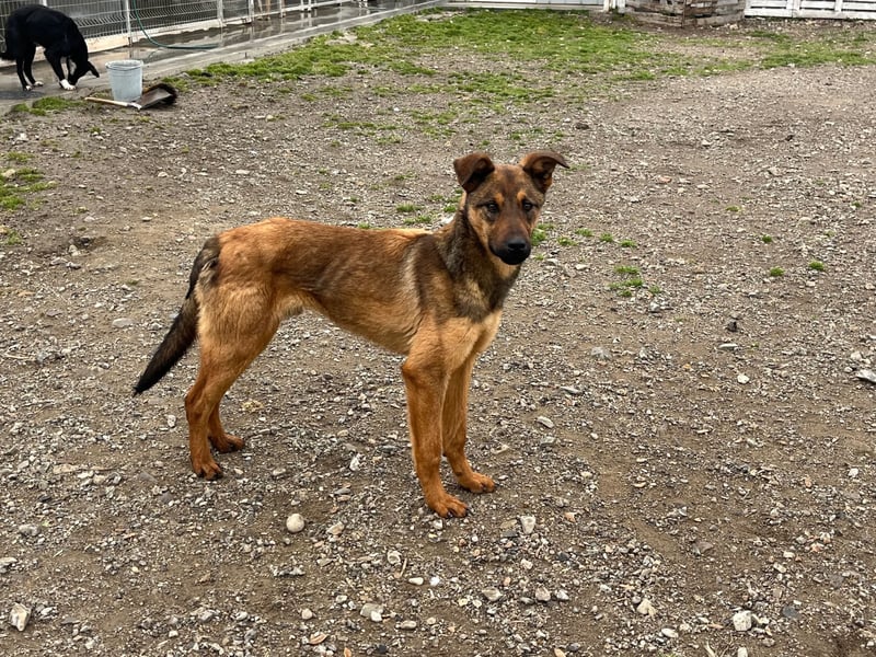 Kenzo ist im Tierheim unterfordert