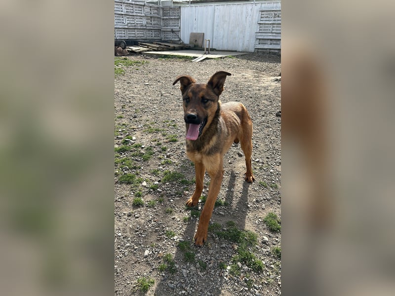 Kenzo ist im Tierheim unterfordert