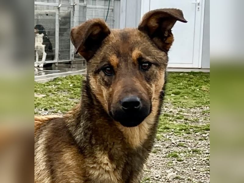 Kenzo ist im Tierheim unterfordert