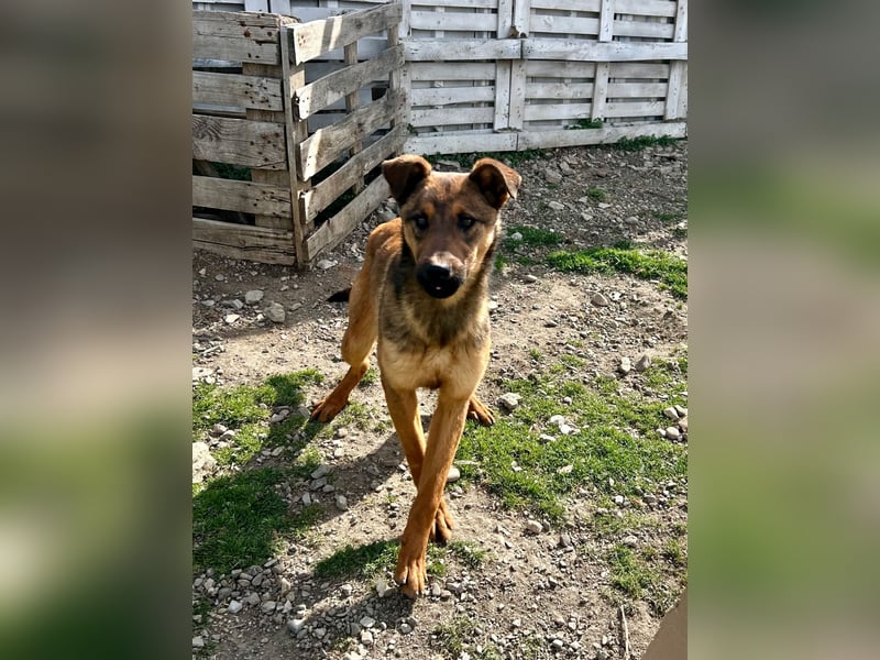 Kenzo ist im Tierheim unterfordert