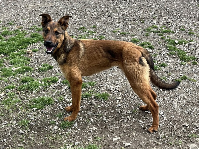Kenzo ist im Tierheim unterfordert
