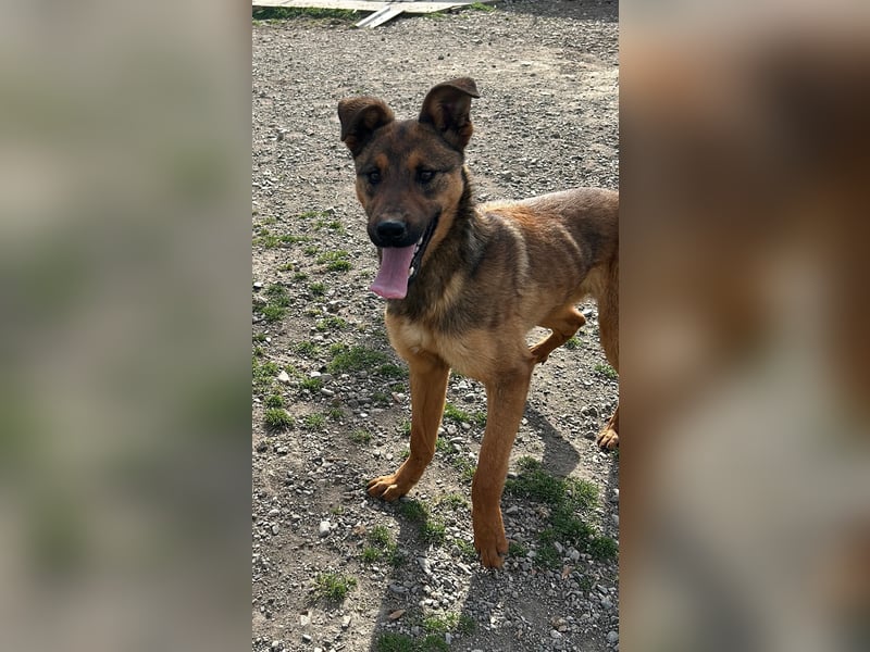 Kenzo ist im Tierheim unterfordert