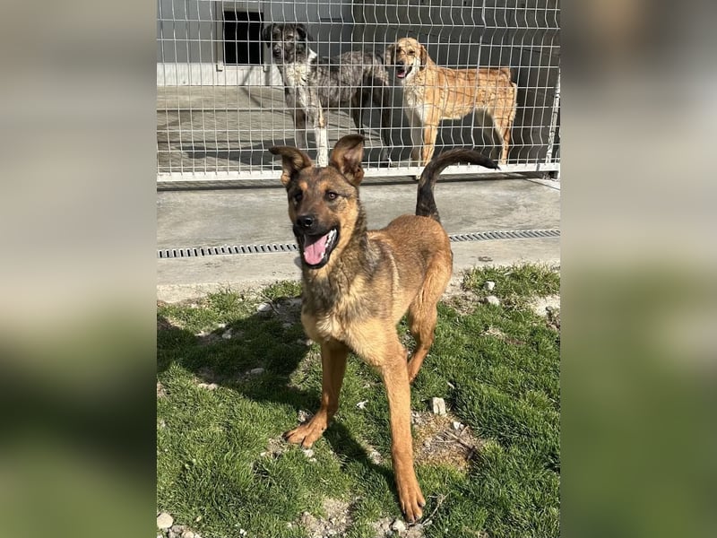 Kenzo ist im Tierheim unterfordert