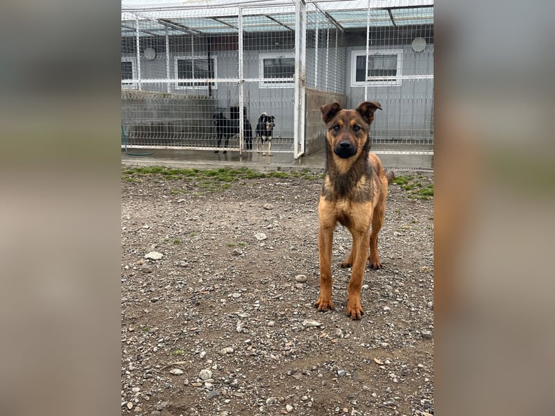 Kenzo ist im Tierheim unterfordert