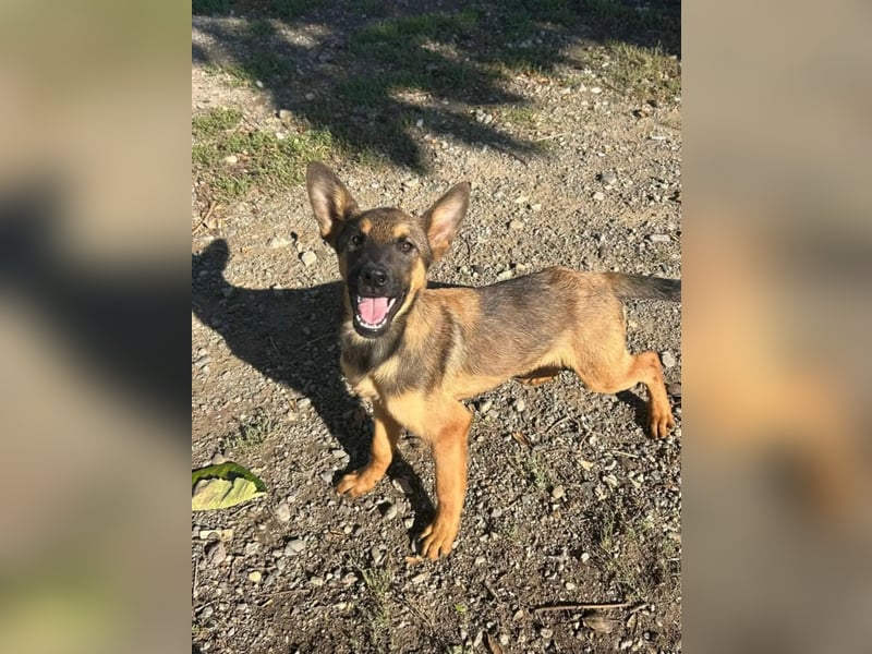 Kenzo ist im Tierheim unterfordert