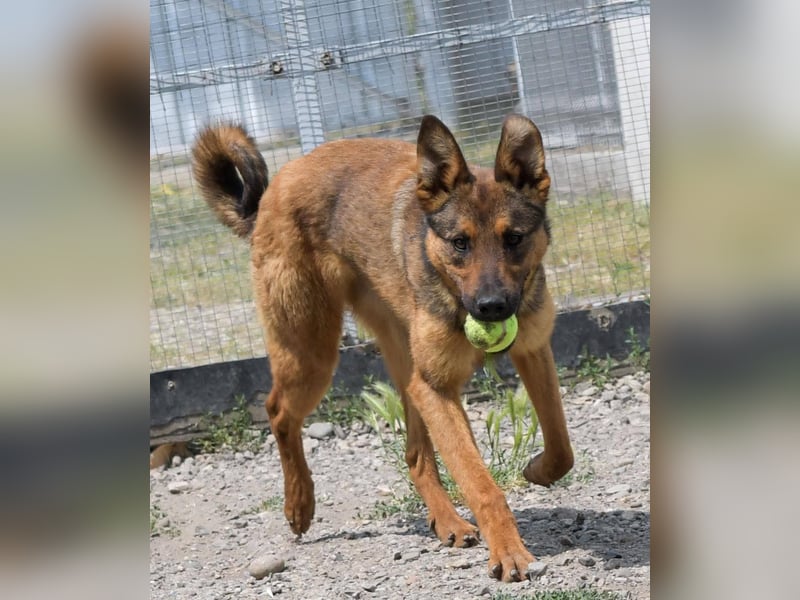 Kenzo ist im Tierheim unterfordert