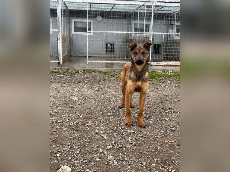 Kenzo ist im Tierheim unterfordert