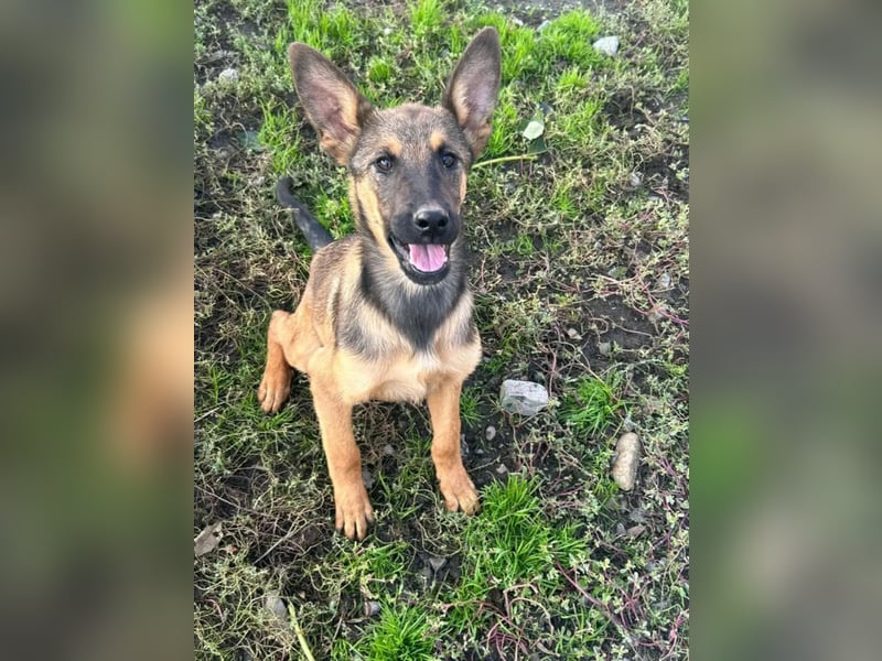 Kenzo ist im Tierheim unterfordert