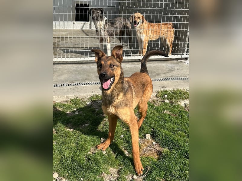 Kenzo ist im Tierheim unterfordert