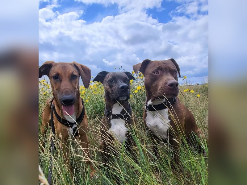 SKYE - Junger Entdecker sucht Zuhause