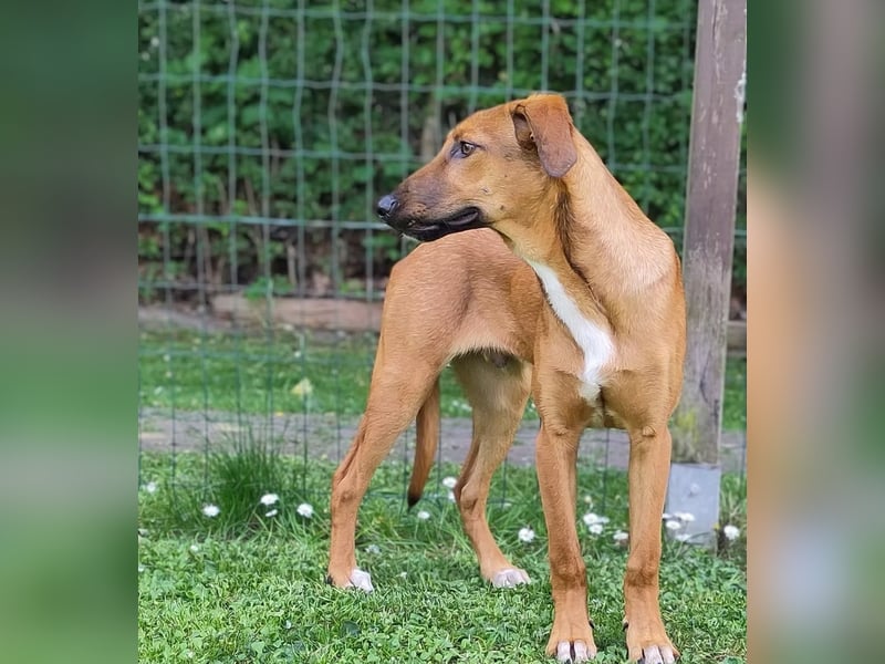 SKYE - Junger Entdecker sucht Zuhause