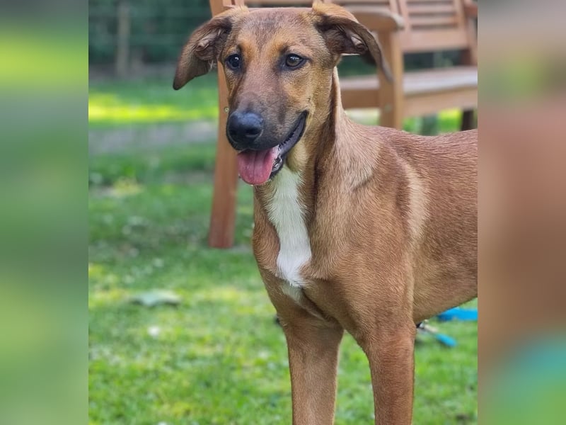SKYE - Junger Entdecker sucht Zuhause