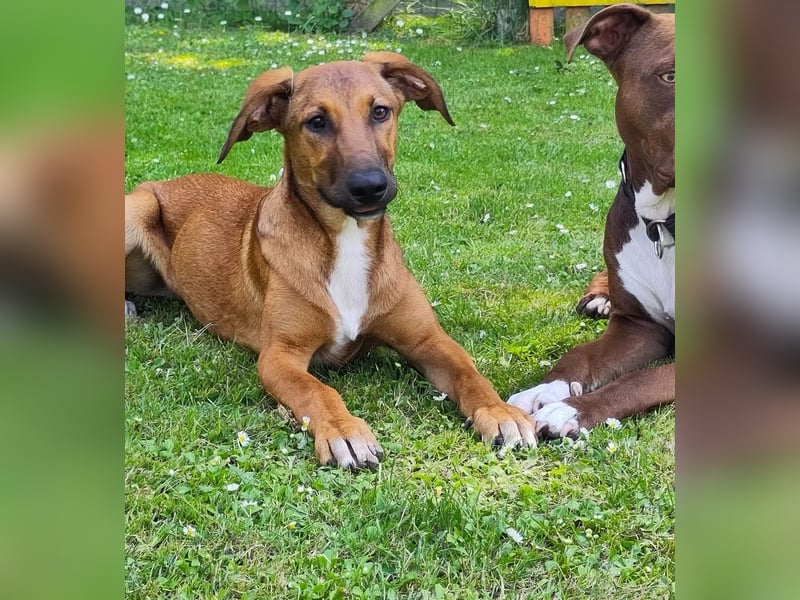 SKYE - Junger Entdecker sucht Zuhause