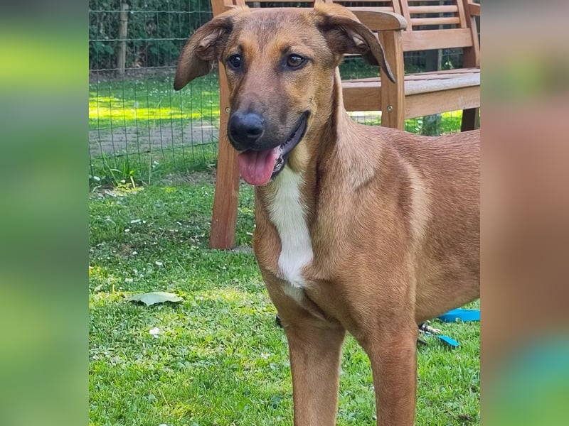 SKYE - Junger Entdecker sucht Zuhause