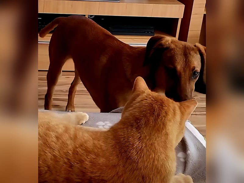 SKYE - Junger Entdecker sucht Zuhause