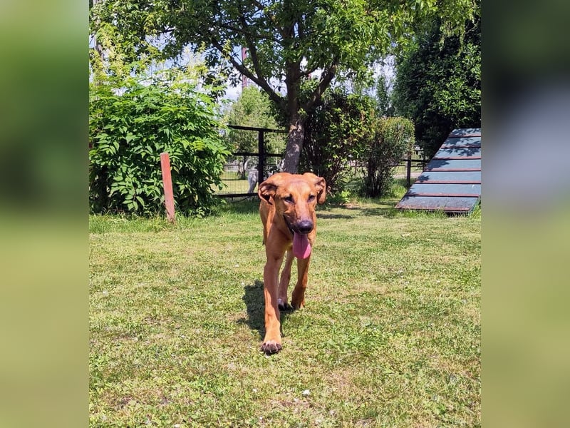 SKYE - Junger Entdecker sucht Zuhause