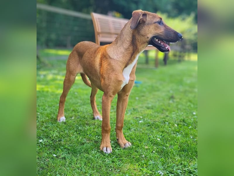 SKYE - Junger Entdecker sucht Zuhause