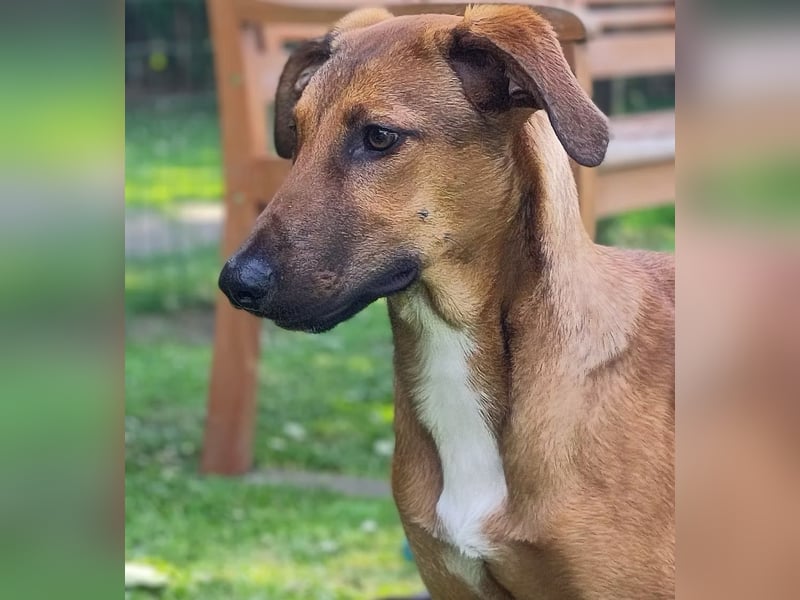 SKYE - Junger Entdecker sucht Zuhause