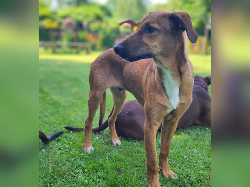SKYE - Junger Entdecker sucht Zuhause