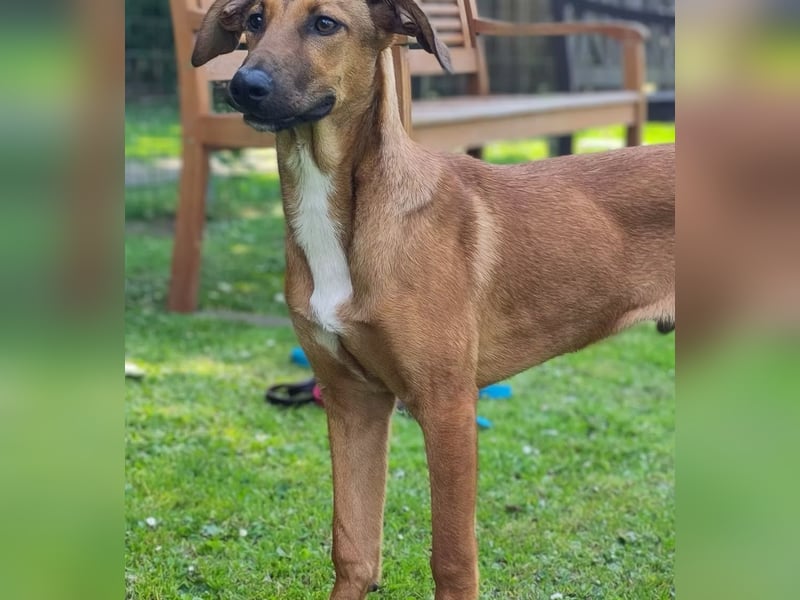 SKYE - Junger Entdecker sucht Zuhause
