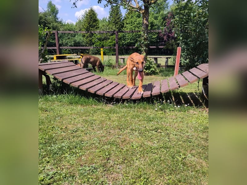 SKYE - Junger Entdecker sucht Zuhause