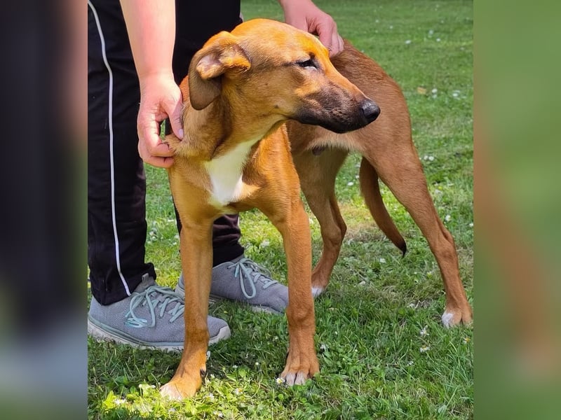 SKYE - Junger Entdecker sucht Zuhause