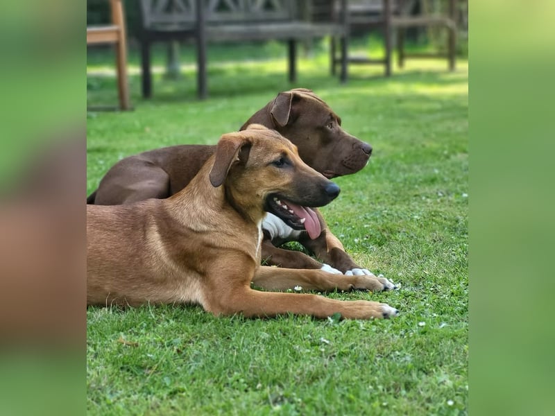 SKYE - Junger Entdecker sucht Zuhause