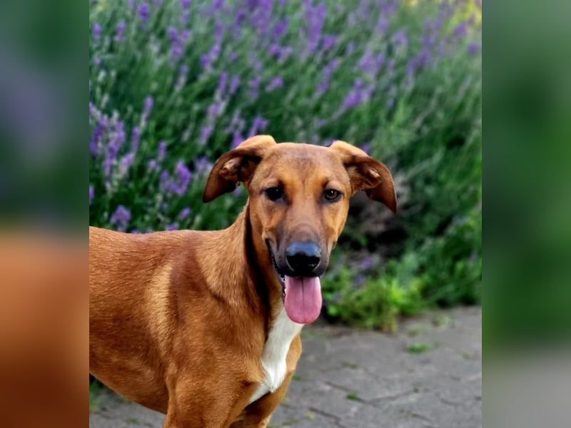 SKYE - Junger Entdecker sucht Zuhause