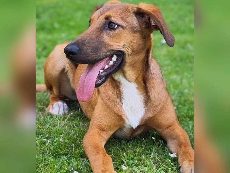 SKYE - Junger Entdecker sucht Zuhause